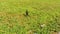 Great-tailed Grackle bird walks on ground grass nature Mexico