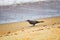 Great-tailed Grackle birds eating Winged Male Drone Leafcutter ants, dying on beach after mating flight with queen in Puerto Valla