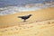 Great-tailed Grackle birds eating Winged Male Drone Leafcutter ants, dying on beach after mating flight with queen in Puerto Valla
