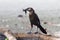 Great-tailed Grackle Collecting Moss for Nest