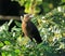 Great tailed grackle in Mexico