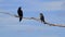 Great-tailed Grackle near Coba, Mexico