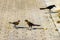 Great-tailed grackles females babies males eat feed each other