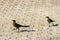 Great-tailed grackles females babies males eat feed each other