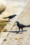 Great-tailed grackles females babies males eat feed each other