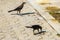 Great-tailed grackles females babies males eat feed each other