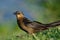 Great-Tailed or Mexican Grackle Female (Quiscalus mexicanus)