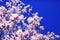 Great texture of magnolia pink fowers on blue sky background. Best for march 8 international womens or women day