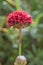 Great thrift Armeria pseudarmeria Ballerina Red, red flower