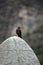 Great thrush on a rock