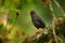 Great thrush, Turdus fuscater, black bird with orange bill and leg. Thrush sitting on the branch in the nature tropic forest