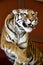 Great tiger picture on the beautiful red background. Amazing tiger with a strong look in eyes. Bengal tiger pose on beautiful