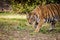 The great tiger roaming around its place at nationalpark of india