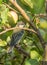 Great Tit on apple tree