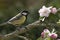 Great Tit on apple tree in blossom