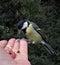 The great tit bird eating nuts from human palm