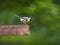 Great tit bird on green background