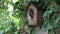 Great tit bird is making a mistake by entering a birdhouse