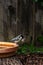 Great tit bird, Parus major, perched on the edge of a bird bath with a beak full of nest building cat fur