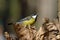 Great Tit bird perched on a stump in cute pose with beautiful bokeh.