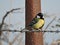 A Great tit Bird resting alone on barbed wire