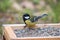 Great tit on a bird table with seed