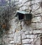 Great tit in birdhouse in backyard over stone wall background