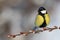 Great Tit on branch.