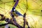 a great tit on a branch of a jujube tree to taste the last hanging fruits.