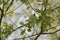 Great tit on a branch which faces. France