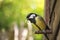 Great tit with caterpillar