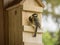 Great tit with caterpillar in the beak feeding youngster in the nest box