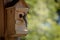 Great tit with caterpillar in the beak ready to feed the chicks in the nesting box