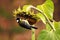 A great tit caught on a flower of a ripe sunflower. The bird hangs upside down and looks to the side. Came to peck sunflower seeds