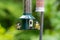 Great tit and coal tit, periparus ater, perched on a bird feeder