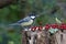 Great tit collecting food to cache in the woods