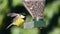 Great tit eating from bird feeder