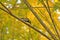 Great tit eating insects on a branch