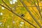 Great tit eating insects on a branch