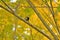 Great tit eating insects on a branch