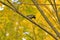 Great tit eating insects on a branch