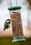 Great Tit eating peanuts