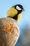 Great Tit eating seeds of sunflower