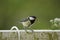 A great tit on the edge of a balcony. Close up - France