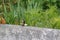 A great tit on the edge of a balcony. Far sight - France