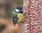Great tit on a feeder with peanuts
