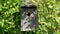 Great tit feeding the young in a nest box