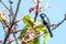 Great Tit, Formal Name: Parus major