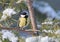 Great Tit, Koolmees, Parus major