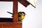 Great Tit lat.Parus major sits on the edge of a wooden feeder. Close-up on a white background. Photo project - The life of birds